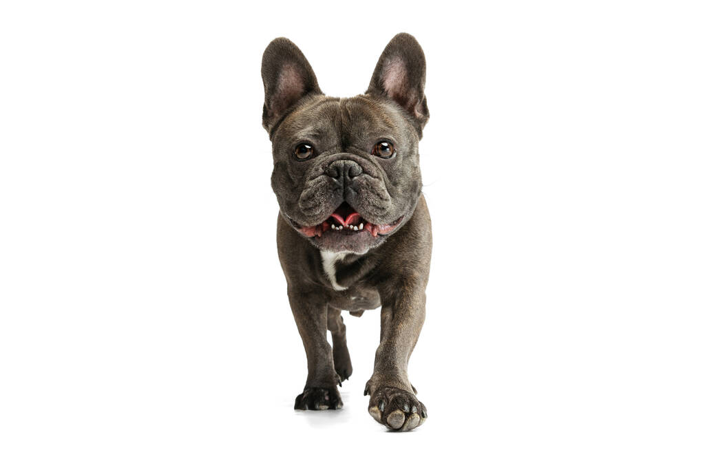 Lindo perro de raza pura, bulldog francés de color negro posando aislado sobre fondo blanco. Concepto de actividad, mascotas, cuidado, veterinario, amor, vida animal. - Foto, imagen