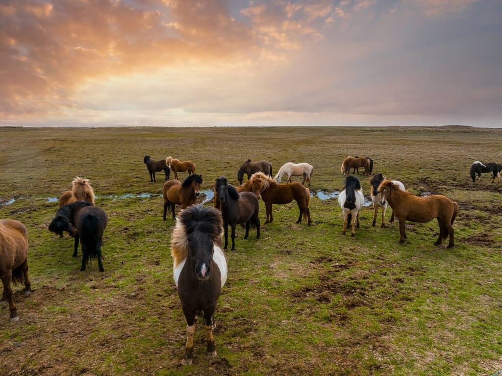 Belos cavalos islandeses correndo no campo. Vista aérea com uma natureza incrível em torno deles. - Foto, Imagem