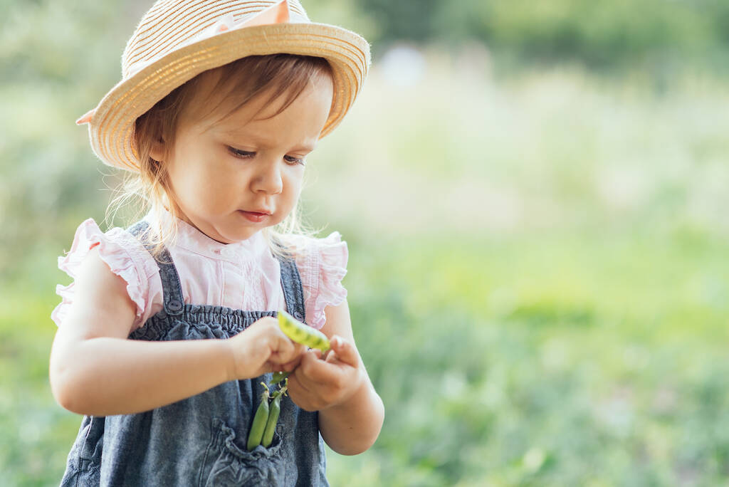 Portret van een meisje dat erwtenpeul buiten eet. Meisje dat erwten oogst in de zomer. Helthy eet voor kind. Tuinieren, tuinman, Boerderijtje lief meisje met geplukte groenten - Foto, afbeelding