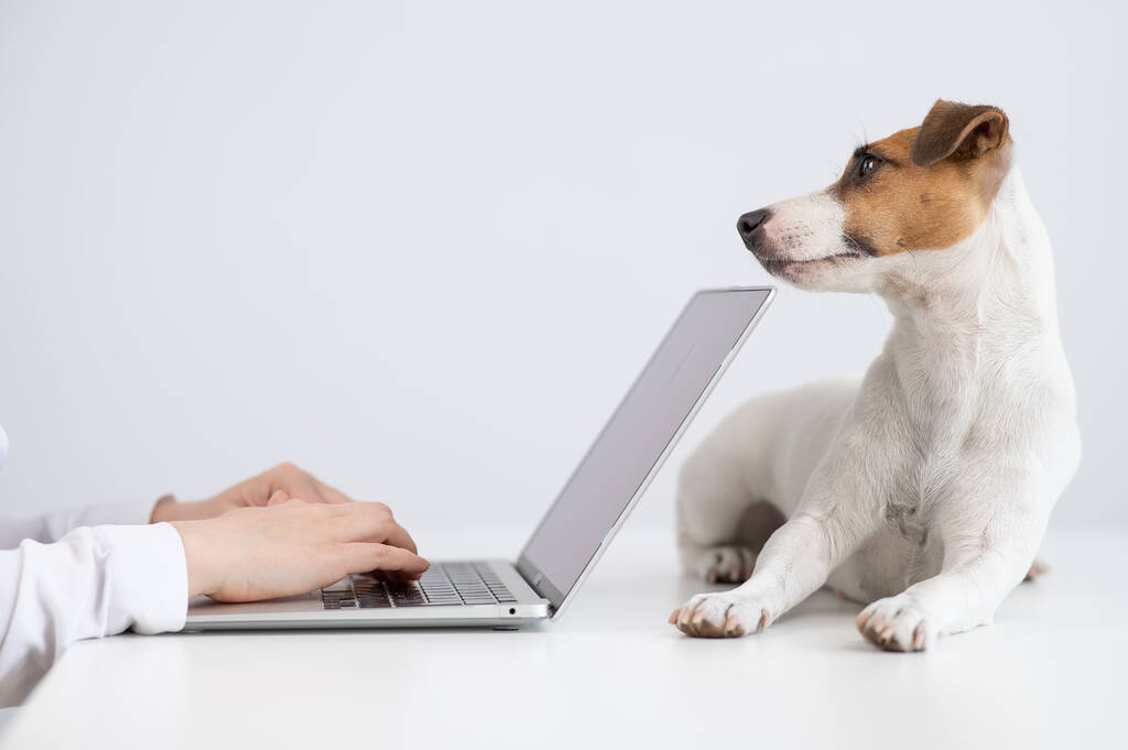 Jack Russell Terrier perro se encuentra en la mesa frente a la computadora propietarios - Foto, imagen