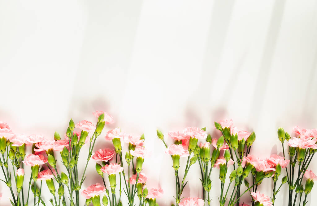 Weißer Hintergrund mit rosa Nelkenblüten mit natürlichem Sonnenlicht und Schatten. Floraler Hintergrund mit Kopierraum für Text. Flache Lage, Draufsicht. - Foto, Bild