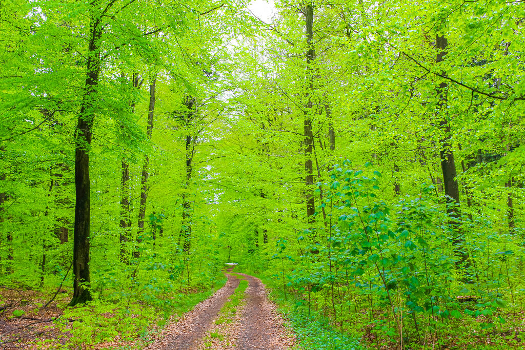 Naturschöner Panoramablick mit Weg und grünen Pflanzen Bäume im Wald von Drangstedt im Geestland Cuxhaven Niedersachsen Deutschland. - Foto, Bild