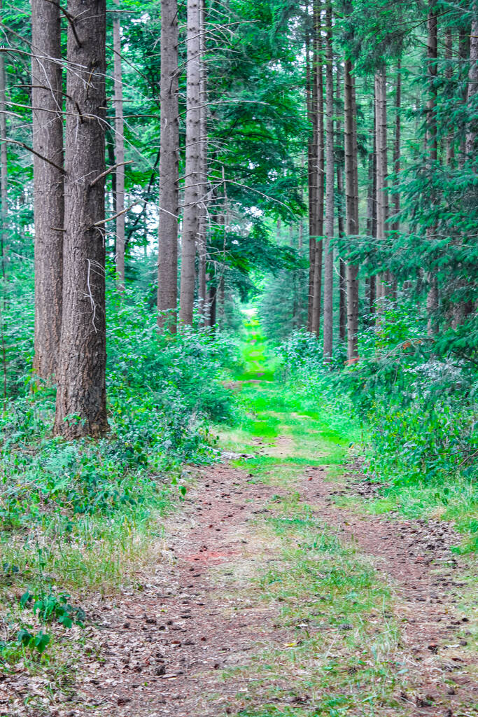 Природна прекрасна панорама з стежками і зеленими деревами в лісі Геммура Гехтаузен в Куксгафені Нижня Саксонія Німеччина.. - Фото, зображення