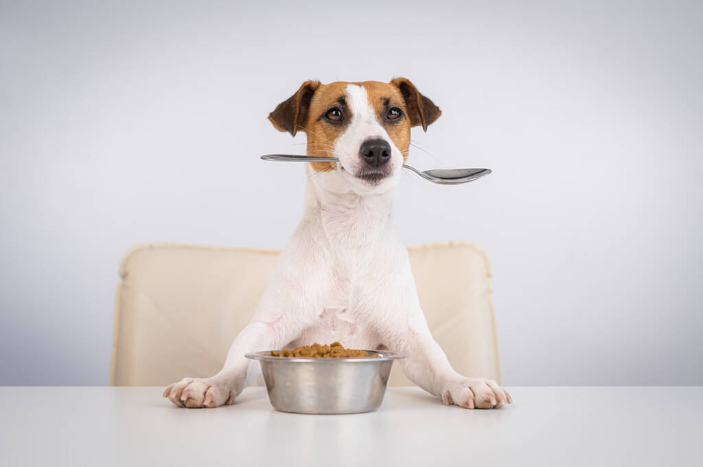 Jack Russell Terrier Hund sitzt an einem Esstisch mit einer Schüssel Trockenfutter und hält einen Löffel im Mund - Foto, Bild