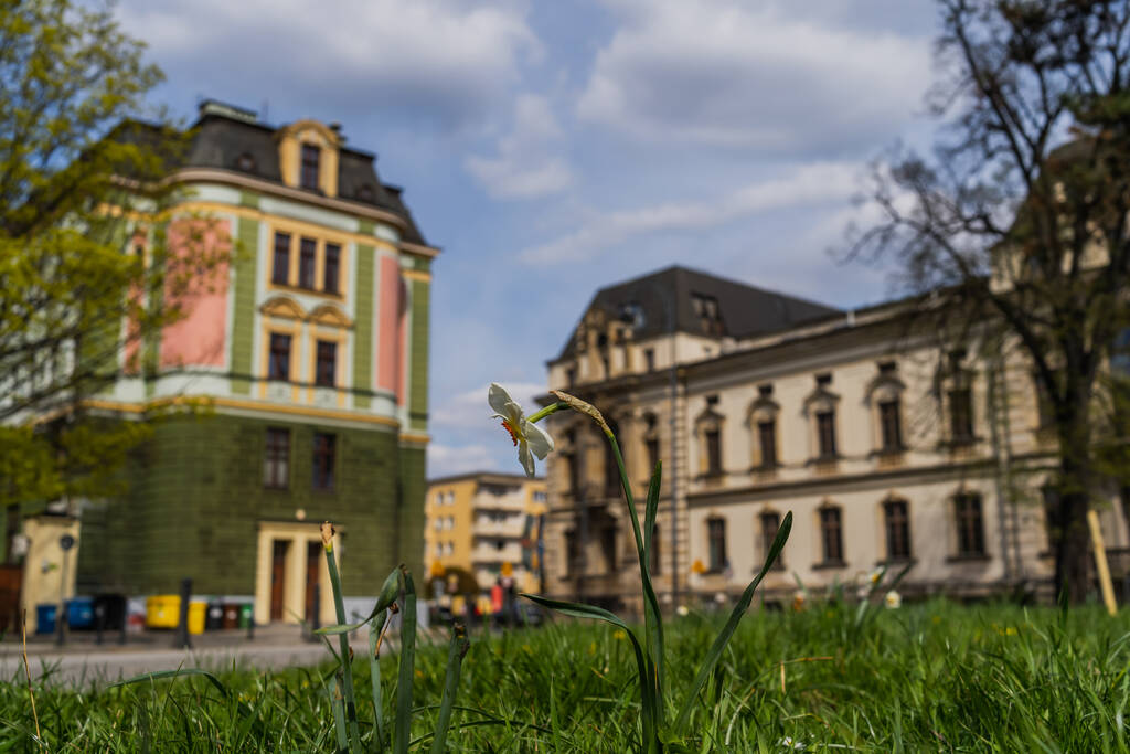 Narcyz kwiat w trawie na rozmytej ulicy we Wrocławiu - Zdjęcie, obraz