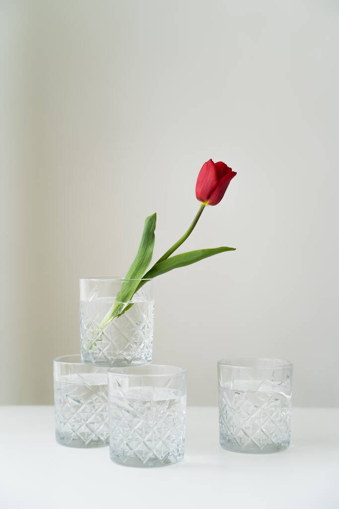 хрустальные очки с чистой водой и красным тюльпаном на белом столешнице и сером фоне - Фото, изображение