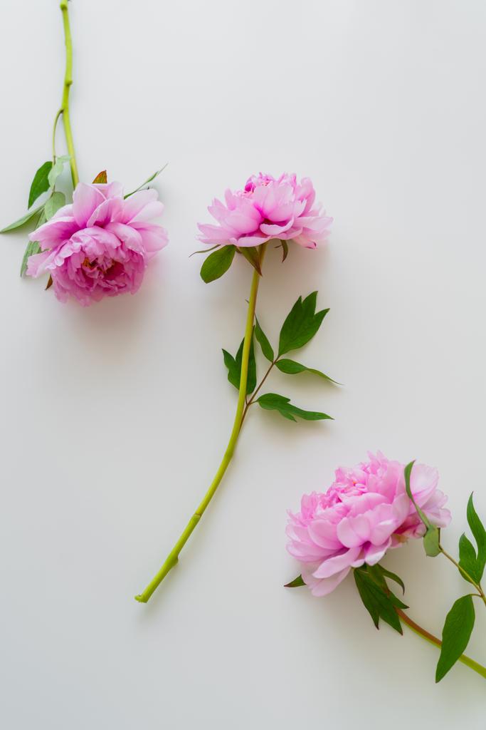 вид сверху на свежие розовые пионы на белом фоне - Фото, изображение