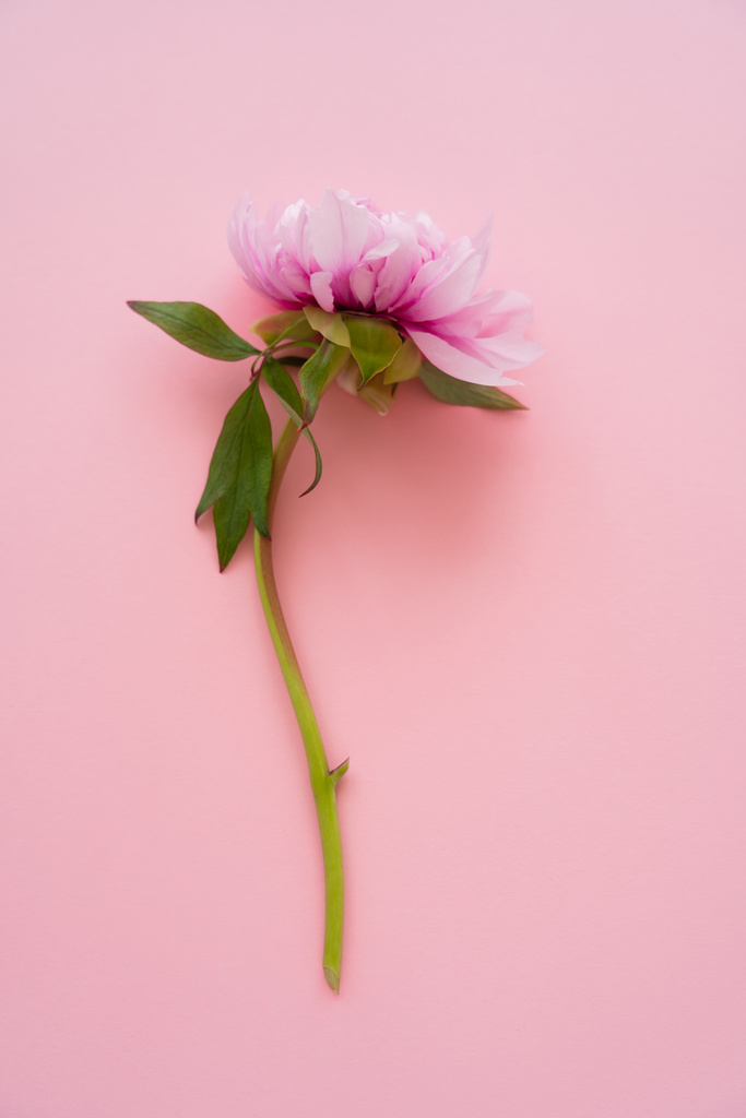 top view of fresh natural peony flower on pink background - Photo, Image