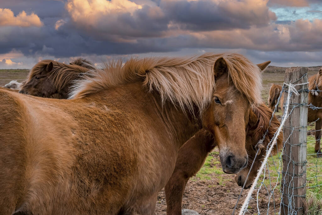 フェンスの近くに立ってアイスランドの馬のクローズアップ。フィールド上の茶色の草食動物放牧。夕日の間に曇りの空に対して谷の山の上に美しいたてがみと哺乳類. - 写真・画像