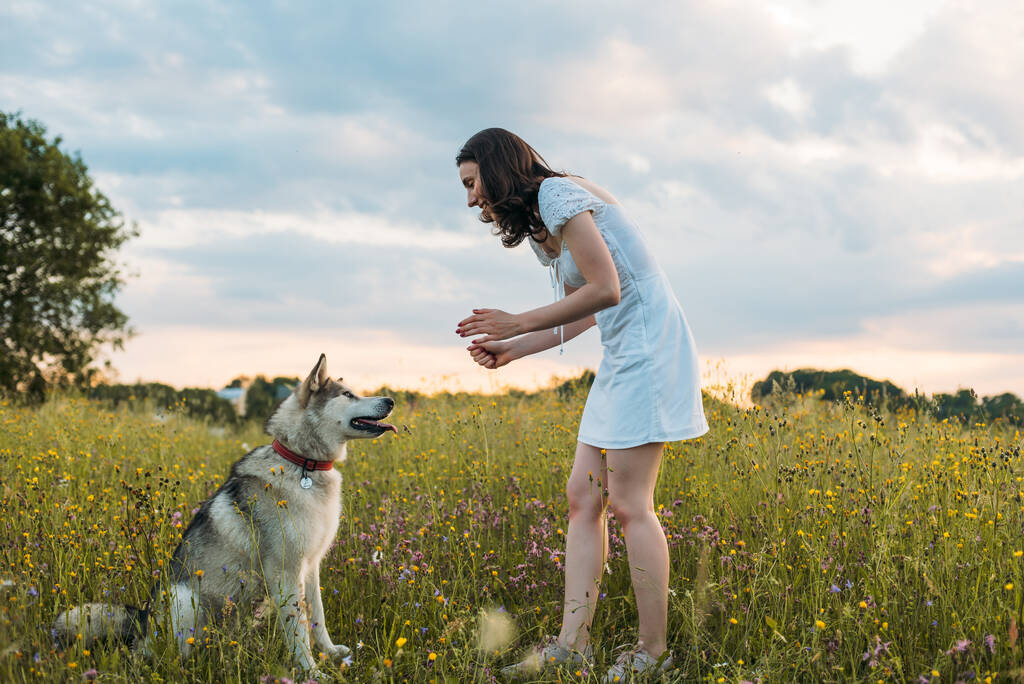 giovane donna allegra in campo con cane husky siberiano - Foto, immagini