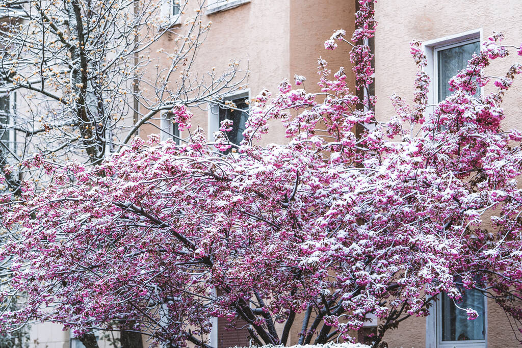 Selektivní kvetoucí stromy pokryté sněhem v jarním dni - Fotografie, Obrázek
