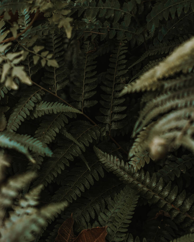 A páfránynövények az erdőben - Fotó, kép