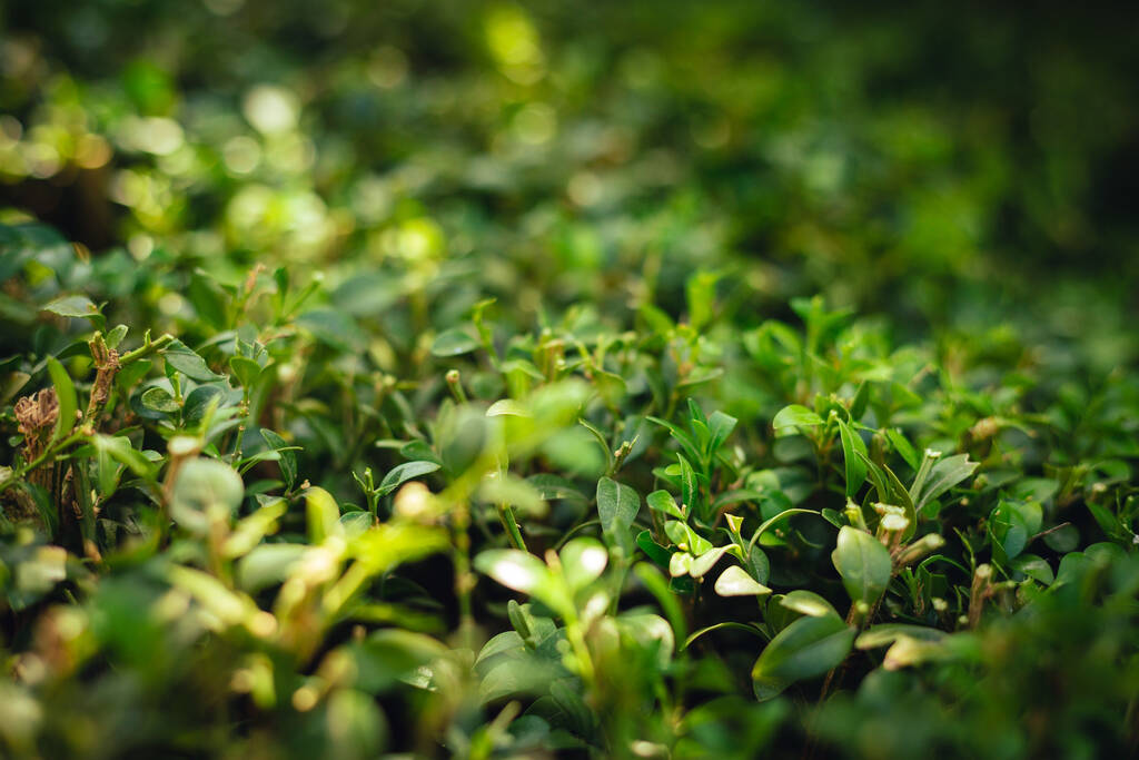 Um close-up de plantas verdes - Foto, Imagem