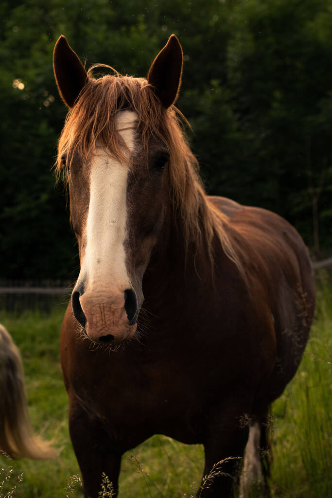 日没時に緑の牧草地で茶色の馬の放牧の垂直肖像画 - 写真・画像