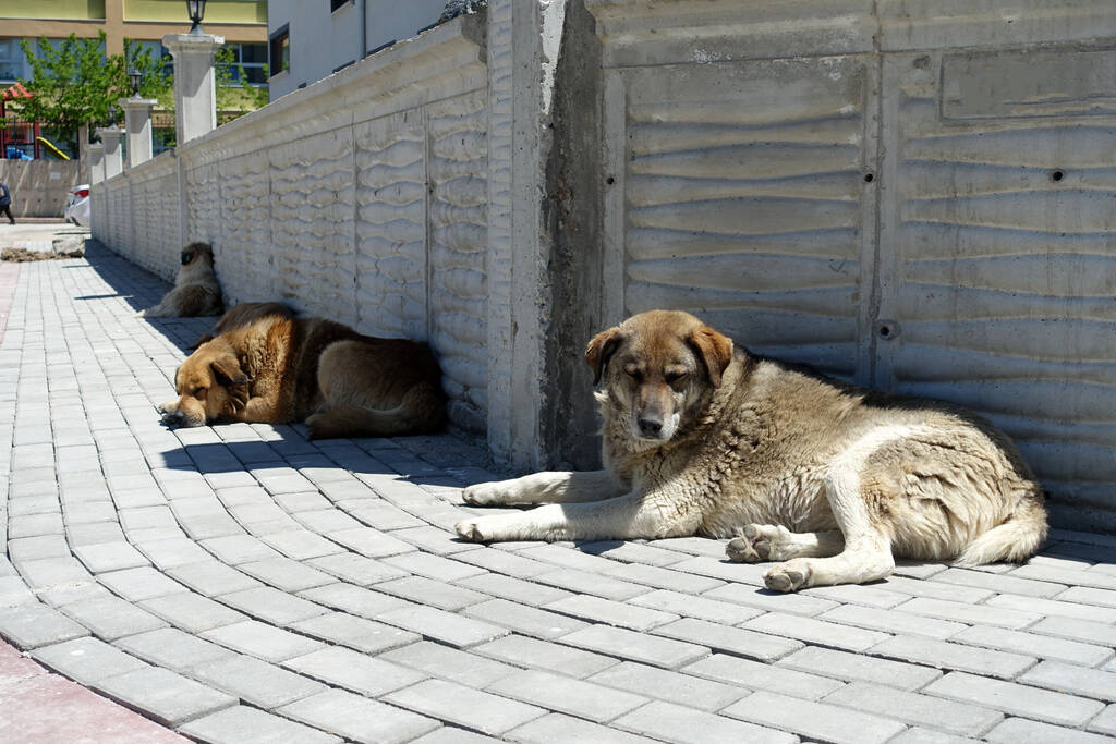 αδέσποτα σκυλιά που βρίσκονται στα πεζοδρόμια του δρόμου, κουρασμένος σκύλος αναπνέει γρήγορα, - Φωτογραφία, εικόνα