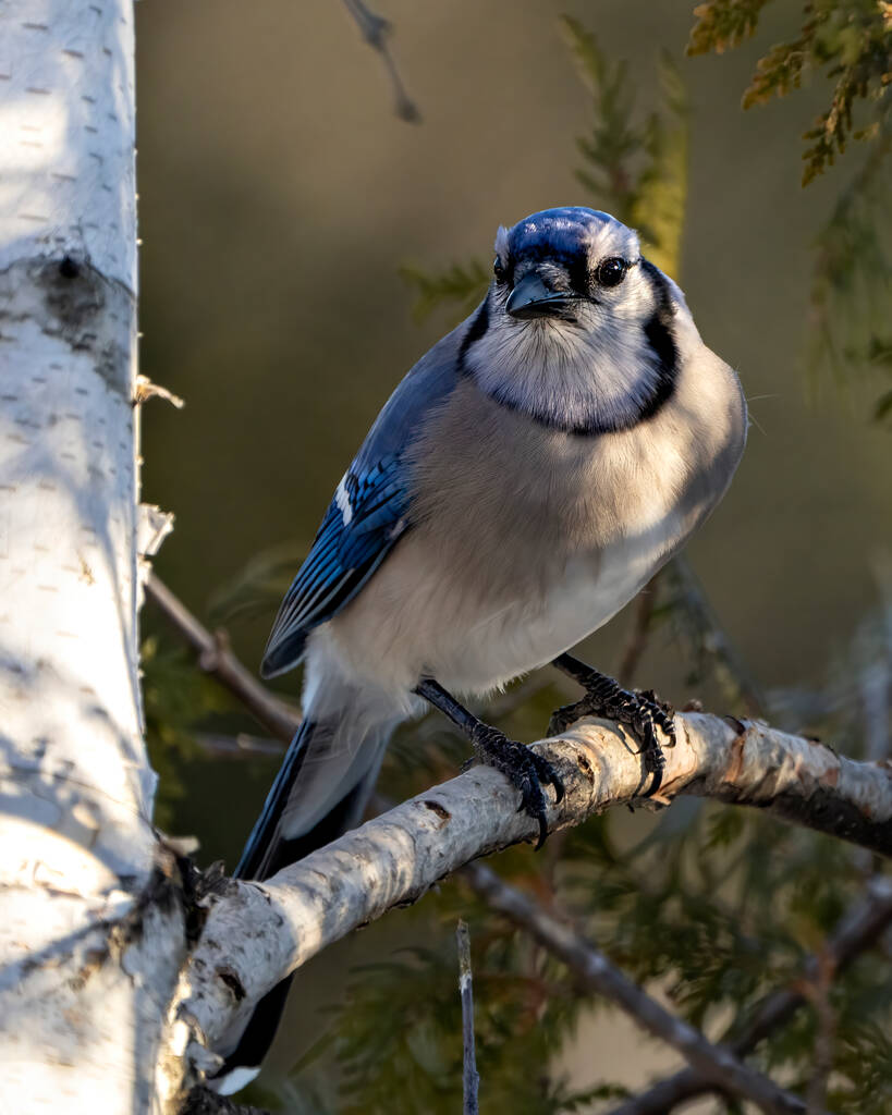 青いジェイ鳥のクローズアップは、森の環境と青い羽の羽の羽の羽を示す周囲の生息地のぼやけた森の背景と白樺の木の枝に浸透しました。写真だ。肖像画. - 写真・画像