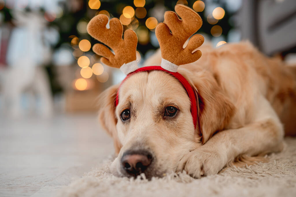 Golden Retriever Hund in festlichem Kostüm liegt zur Weihnachtszeit auf Teppich in geschmücktem Raum - Foto, Bild