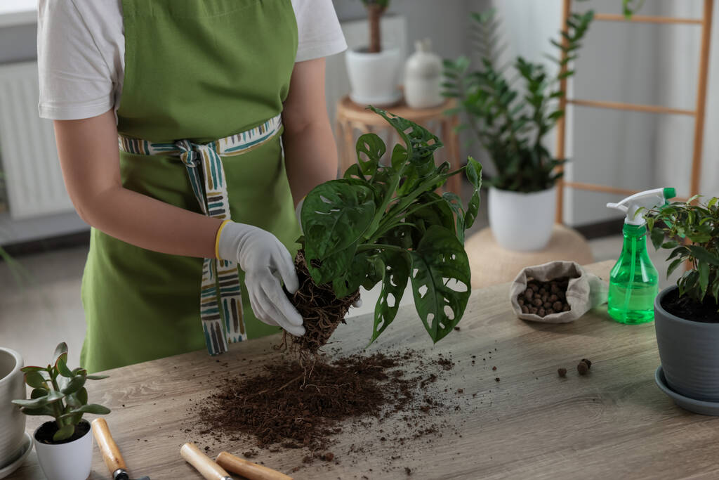 Mulher transplantando bela planta de sala à mesa dentro de casa, close-up - Foto, Imagem