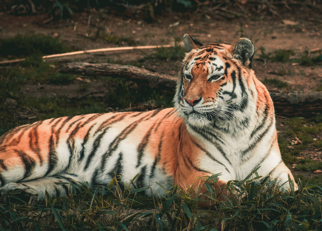 Výběr mocného tygra, který odpočívá na trávě - Fotografie, Obrázek
