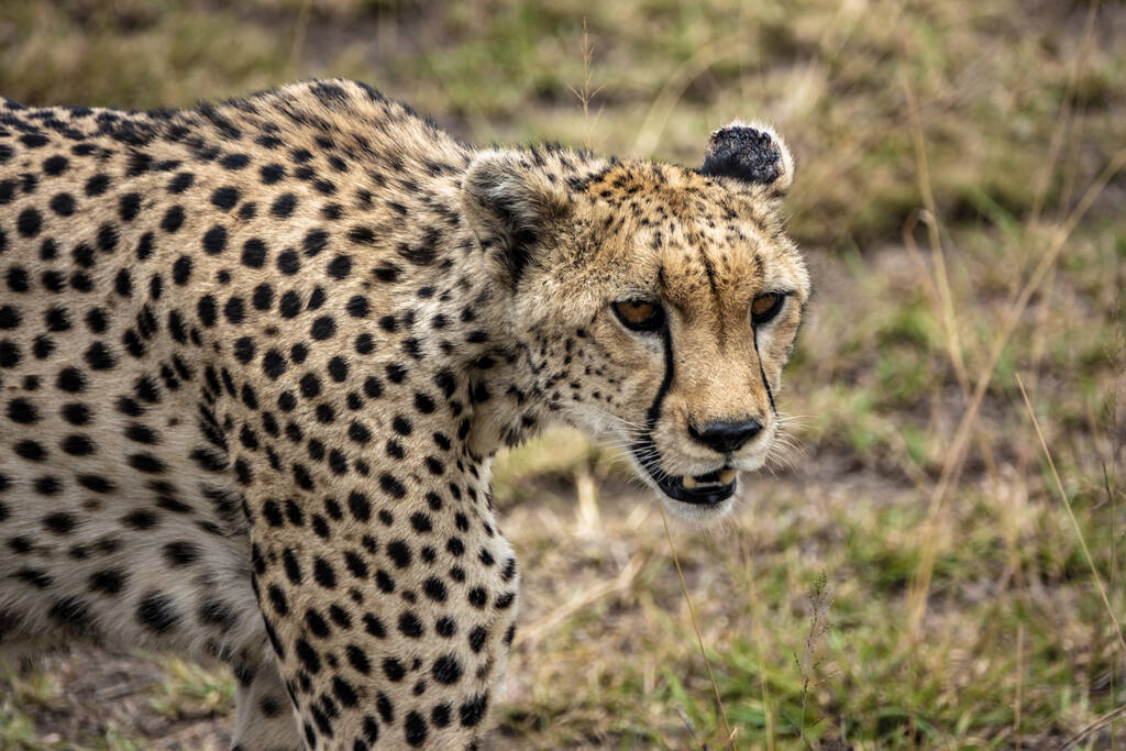 Piękny gepard na safari w Parku Narodowym Serengeti, Tanzania - Zdjęcie, obraz