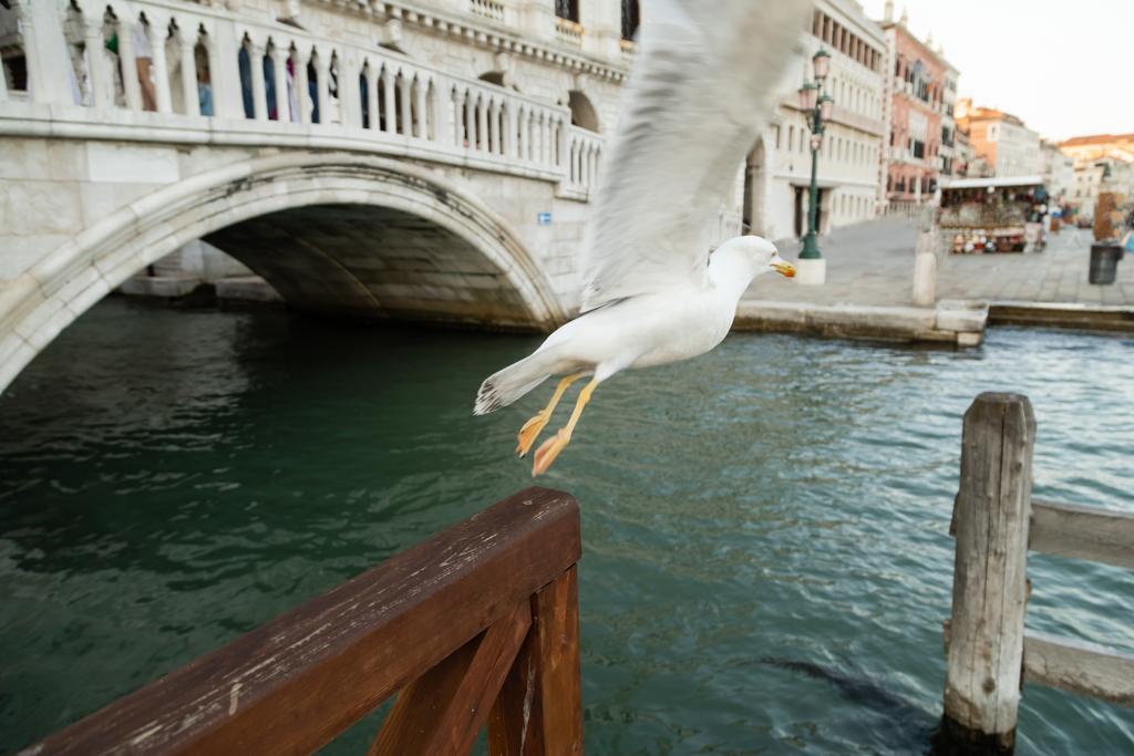 homályos sirály repül a lagúna felett Velencében - Fotó, kép