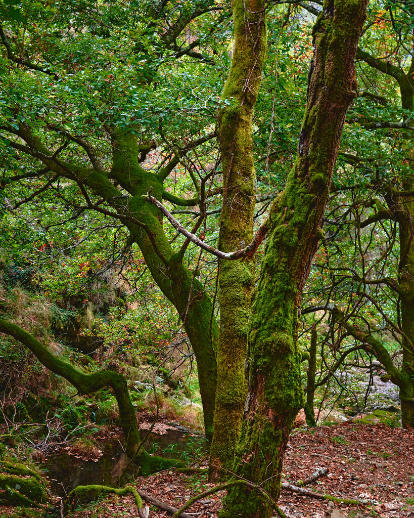 Um tiro vertical de uma bela floresta em Arouca, Portugal - Foto, Imagem