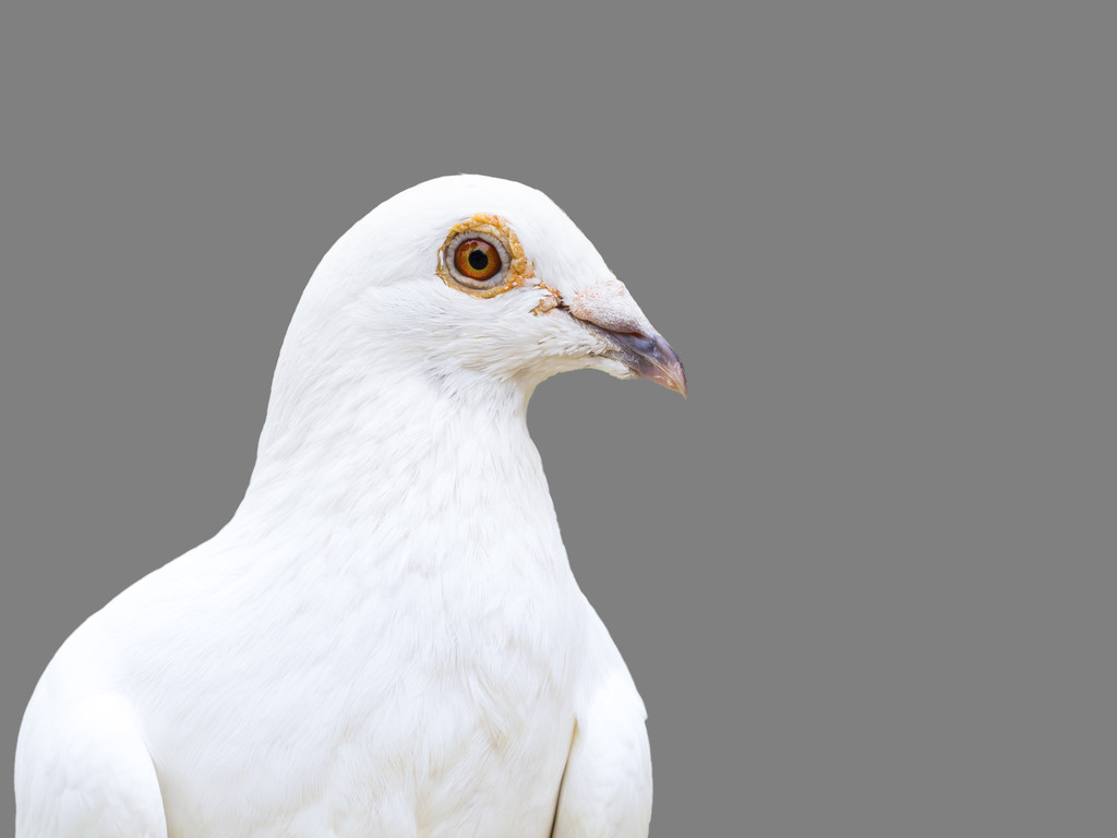 50% グレーで分離された鳥を飛ぶ白い鳩  - 写真・画像