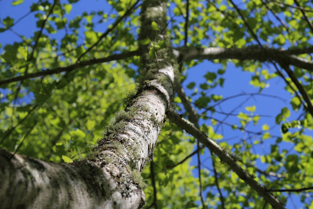 Um tiro de ângulo baixo de uma bela árvore crescendo na floresta - Foto, Imagem