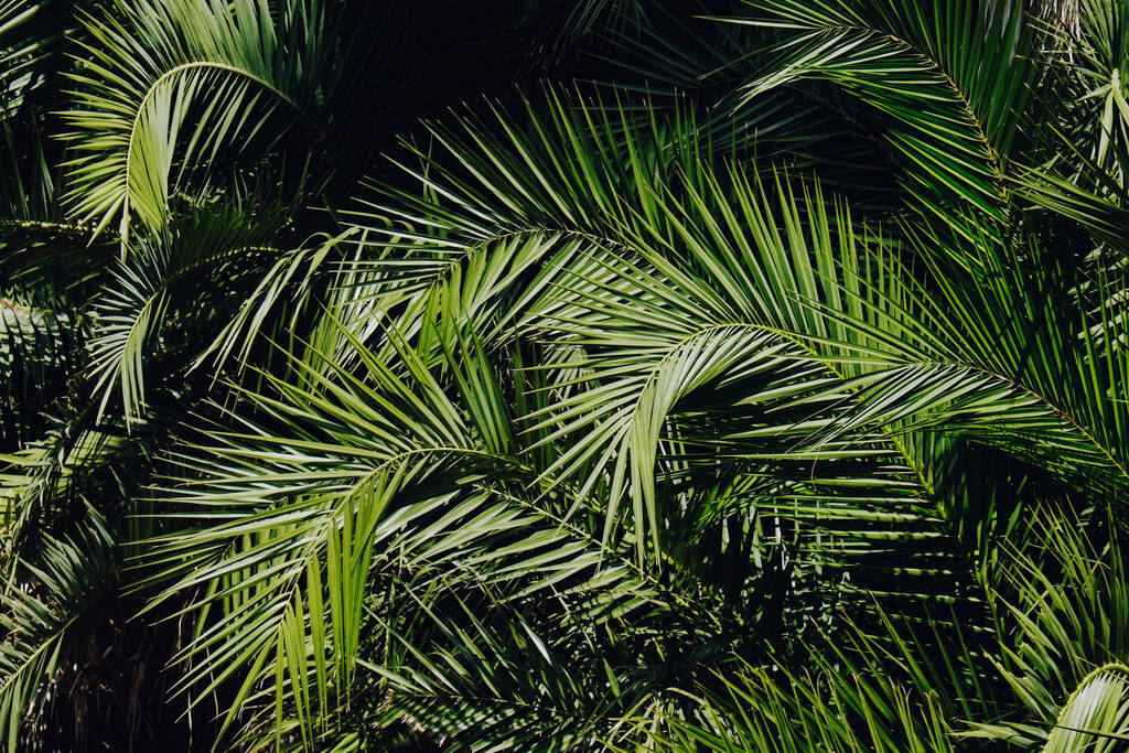 Groep grote groene bladeren van exotische dadelpalmbomen. Gekropte foto van tropische planten gebladerte verlicht door zonlicht. Vervuilingsvrij symbool. Close up, kopieer ruimte voor tekst, achtergrond. - Foto, afbeelding