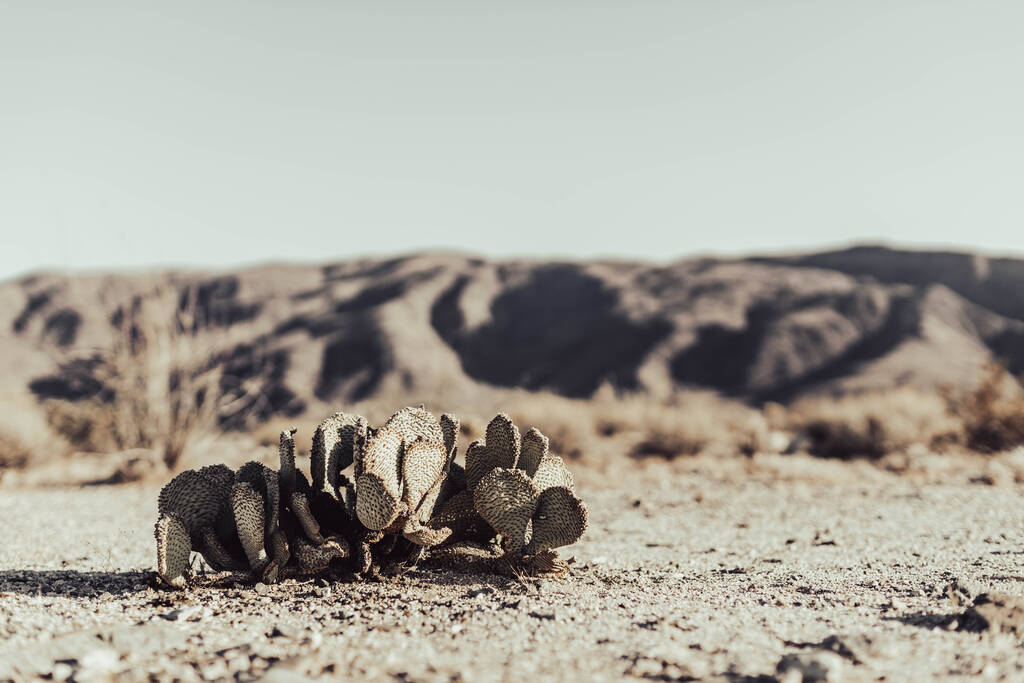 Eine selektive Fokusaufnahme eines auf den Boden gefallenen Kaktus in einer Wüste mit Hügeln im Hintergrund - Foto, Bild