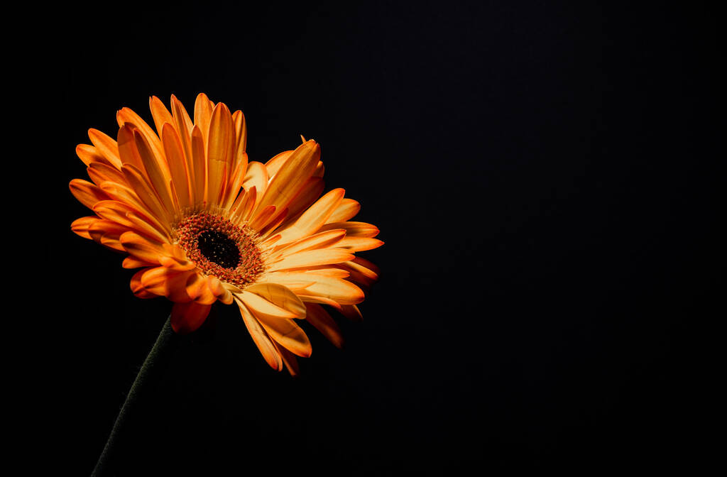 A closeup of a beautiful orange daisy under light on a black background - Photo, Image