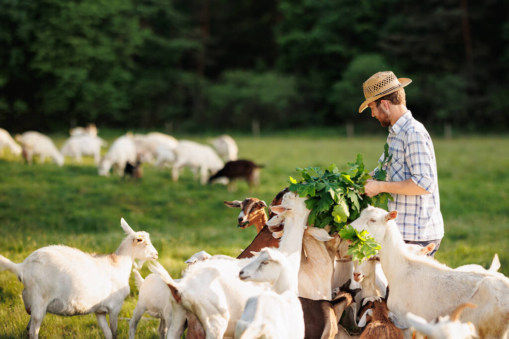 Fermier mâle nourrissant des chèvres avec de l'herbe verte fraîche sur un pâturage écologique dans une prairie. Élevage de bétail pour la production industrielle de produits laitiers de chèvre. - Photo, image