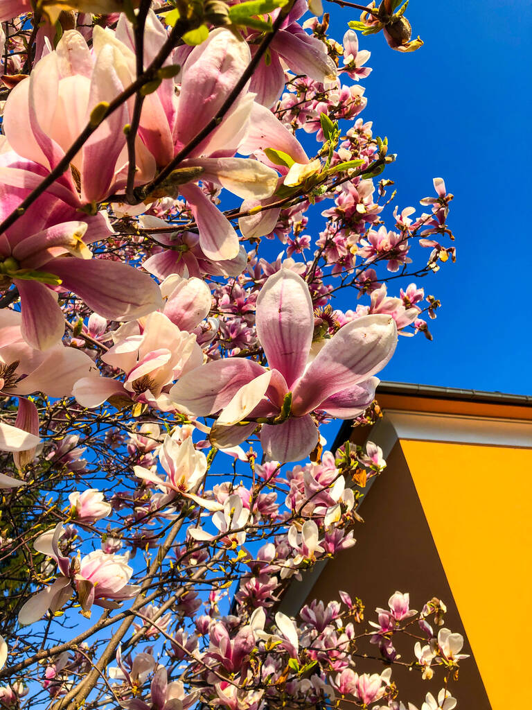 Een verticaal macro uitzicht van roze en witte Magnolia bloemen bloeien op de boom in de buurt van een geel huis - Foto, afbeelding