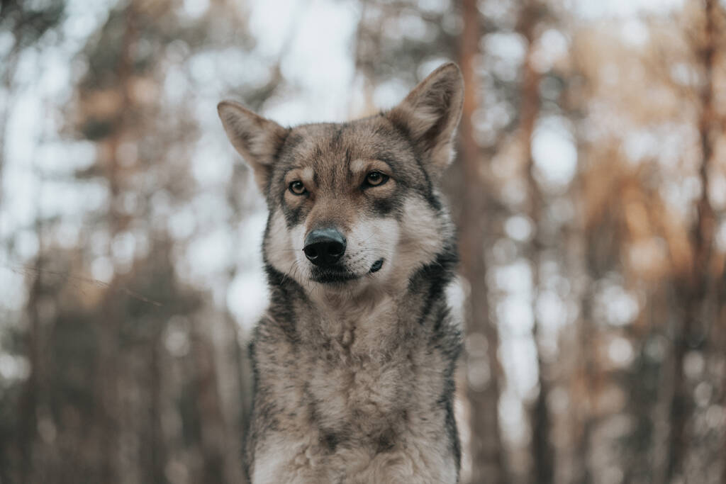 Detailní záběr Saarloos Wolfdog s rozmazaným pozadím - Fotografie, Obrázek
