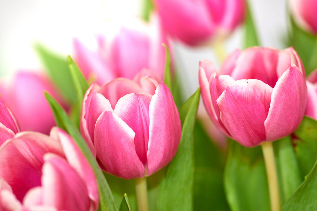 Bellissimo mazzo di tulipani isolati su uno sfondo bianco. Un mazzo di fiori dentro una stanza. Piante botaniche rosa primaverili flora fioritura e fioritura. Gigli colorati e vibranti al chiuso - Foto, immagini