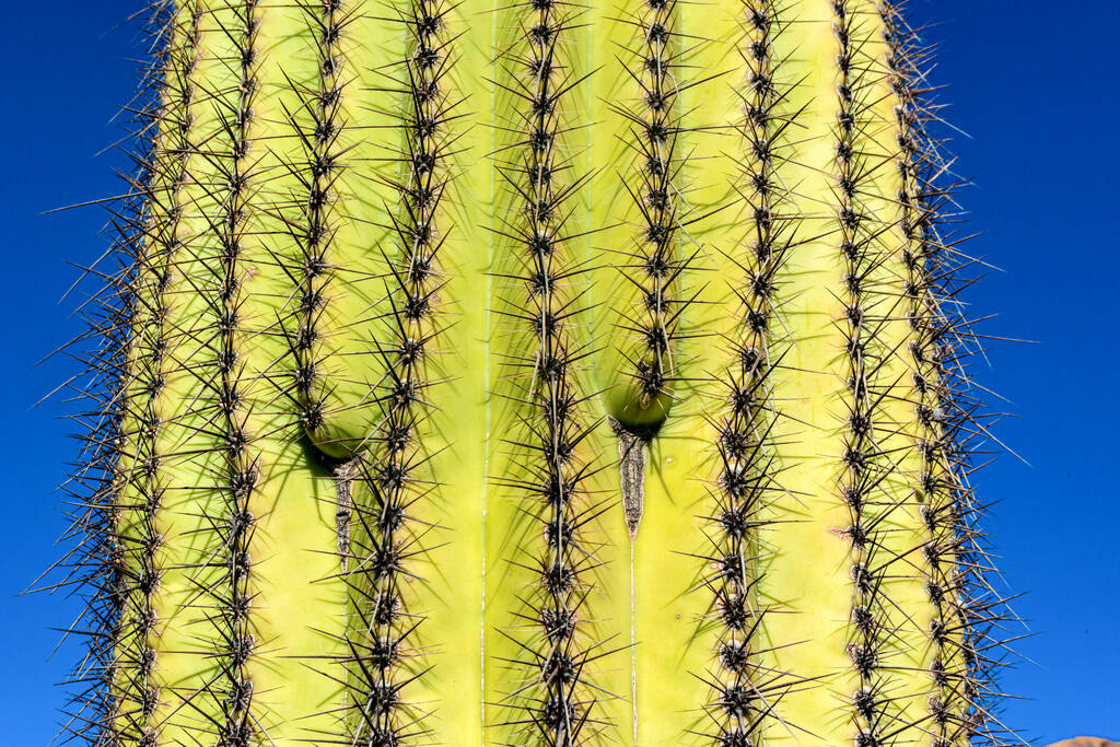 Fragment of a thick corky thorny stem of a Saguaro kactus (Carnegiea gigantea), Arizona USA - Fotografie, Obrázek