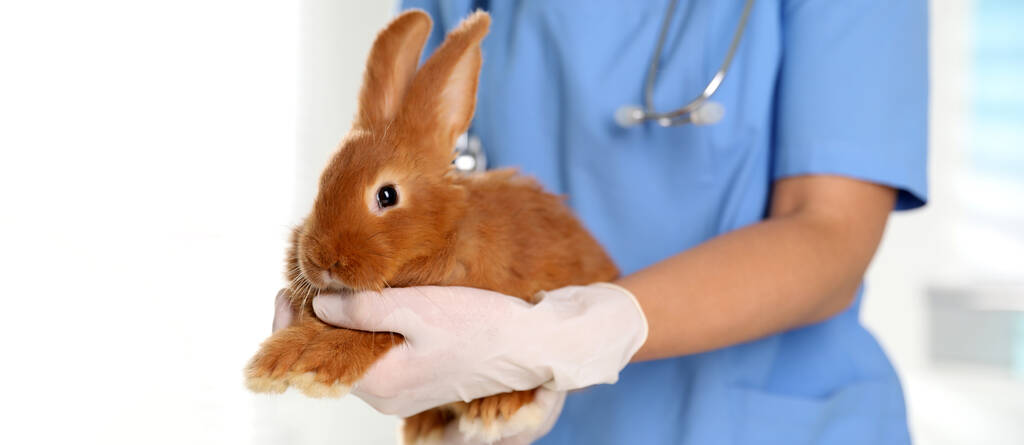 Veterinário profissional com coelho na clínica, close-up. Design de banner - Foto, Imagem