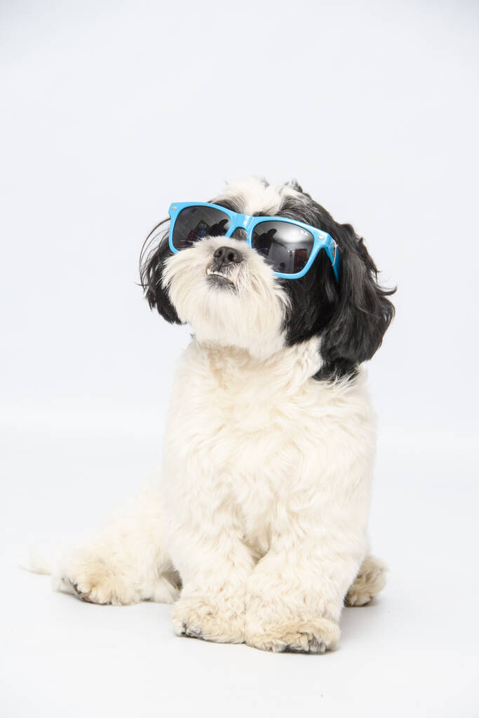 Bir Shih Tzu köpeğinin mavi güneş gözlüğü takıp beyaz bir zeminde otururken güzel bir fotoğrafı. - Fotoğraf, Görsel