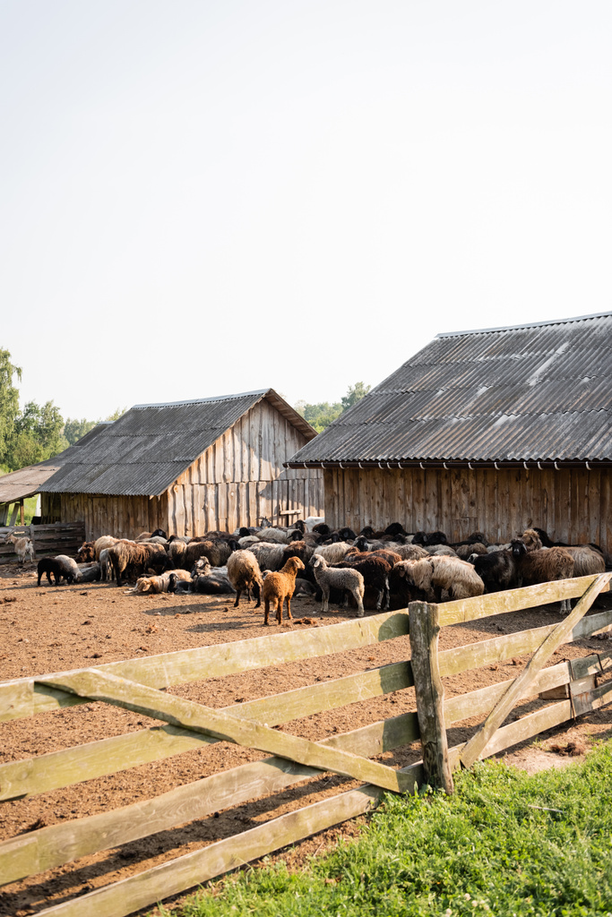graneros de madera y corral con ganado en granja de ganado - Foto, imagen