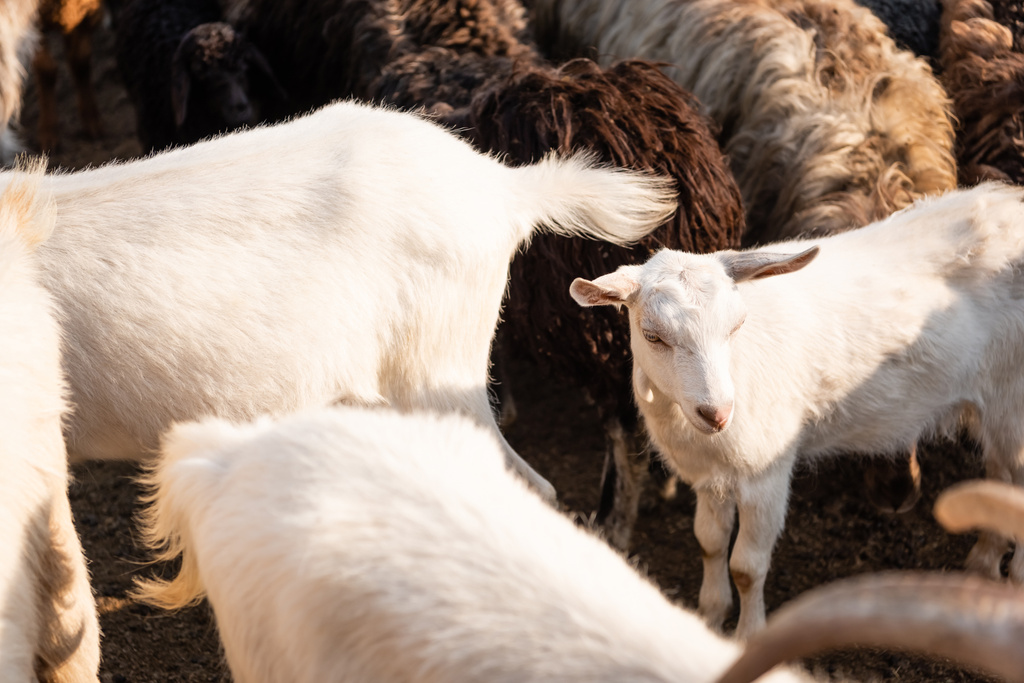 white goats grazing in sheep herd outdoors - Photo, Image