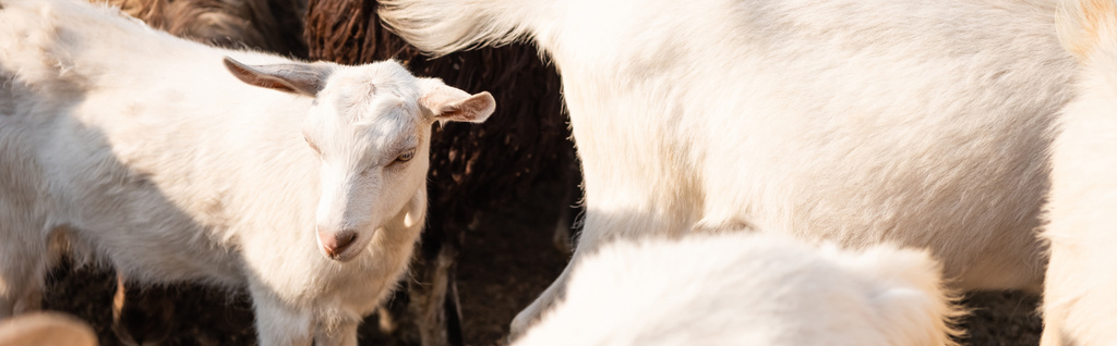 white baby goat grazing in flock, banner - Photo, Image
