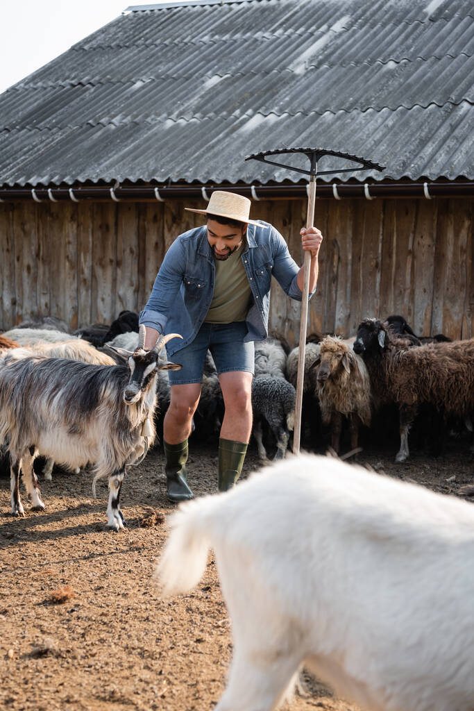 farmer in straw hat holding rakes while working with livestock in corral on farm - Foto, Bild