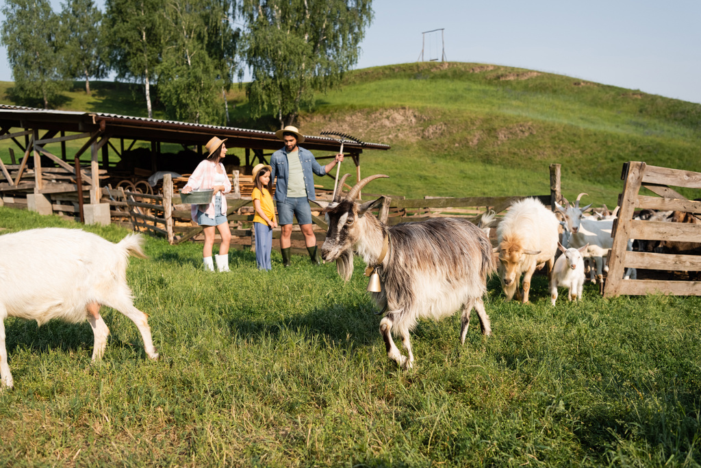 flock of goats grazing near family standing at corral on cattle farm - Fotó, kép