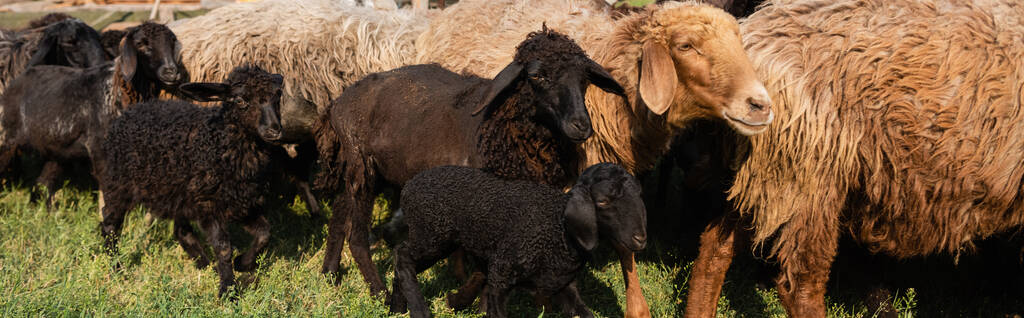 black and brown wool sheep grazing outdoors, banner - Photo, image