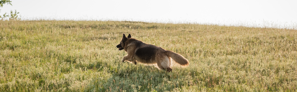perro de ganado corriendo en el prado verde en el campo, bandera - Foto, Imagen