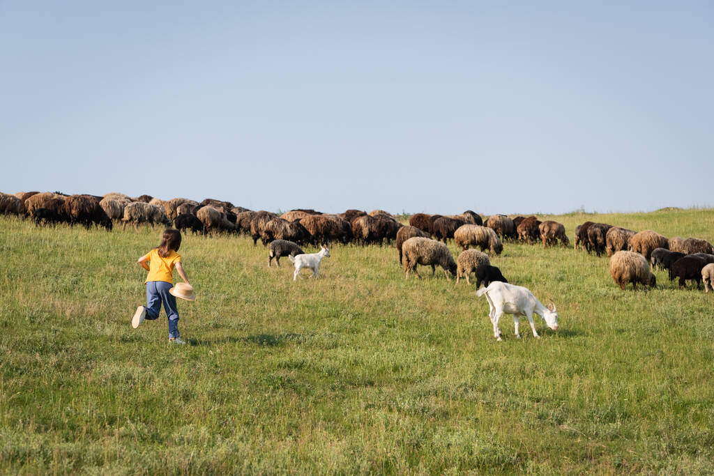 full length of child running towards herd grazing in grassy meadow - Foto, immagini