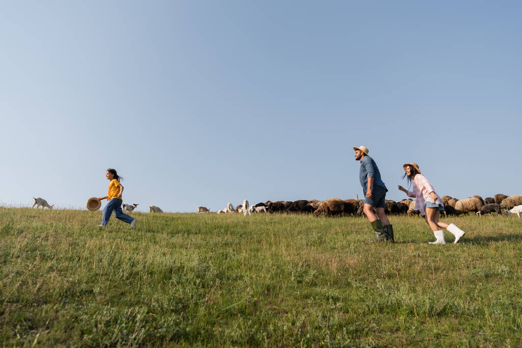 side view of family herding cattle while running in pasture under blue summer sky - Foto, imagen