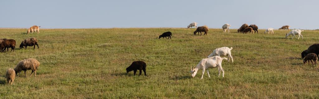 herd grazing in green meadow in countryside, banner - Foto, imagen