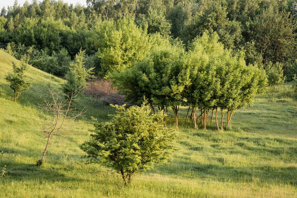 landschap met groene bomen op grasveld op zomerdag - Foto, afbeelding