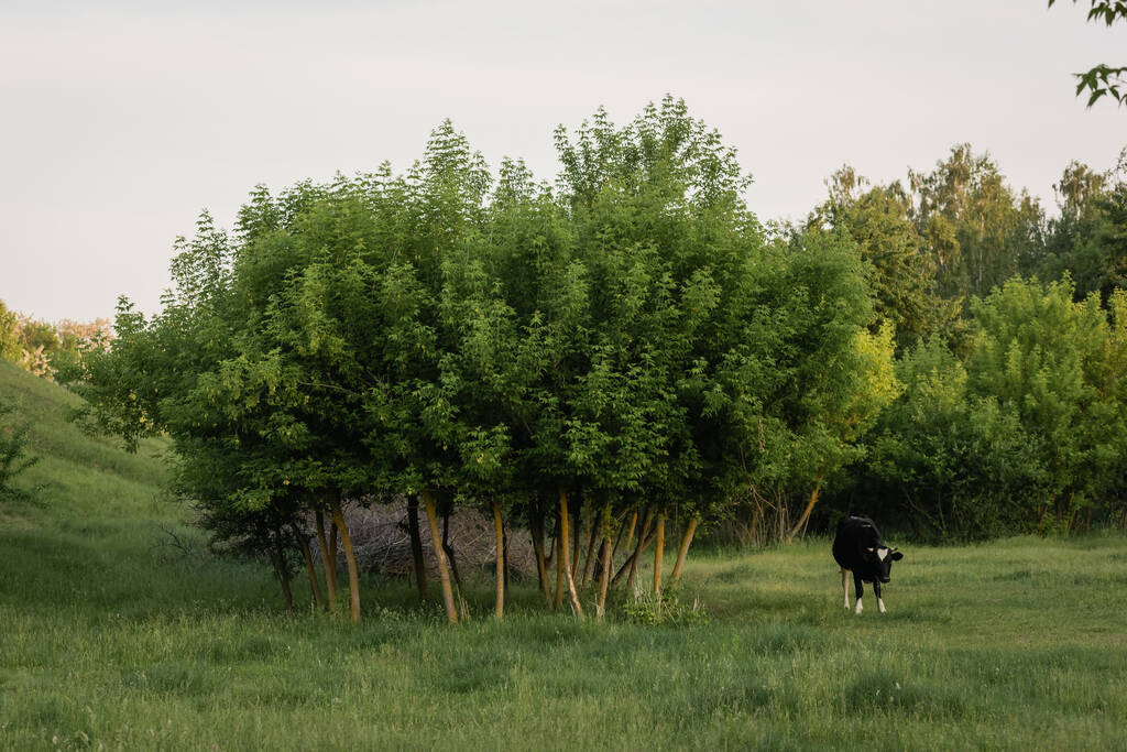 černá kráva pasoucí se na zeleném trávníku v blízkosti stromů na venkově - Fotografie, Obrázek